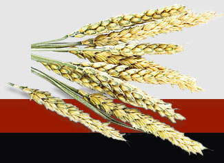 J9旗舰厅(中国区)官方网站