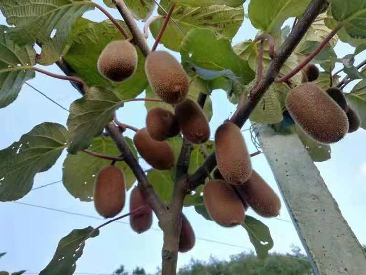 J9旗舰厅(中国区)官方网站