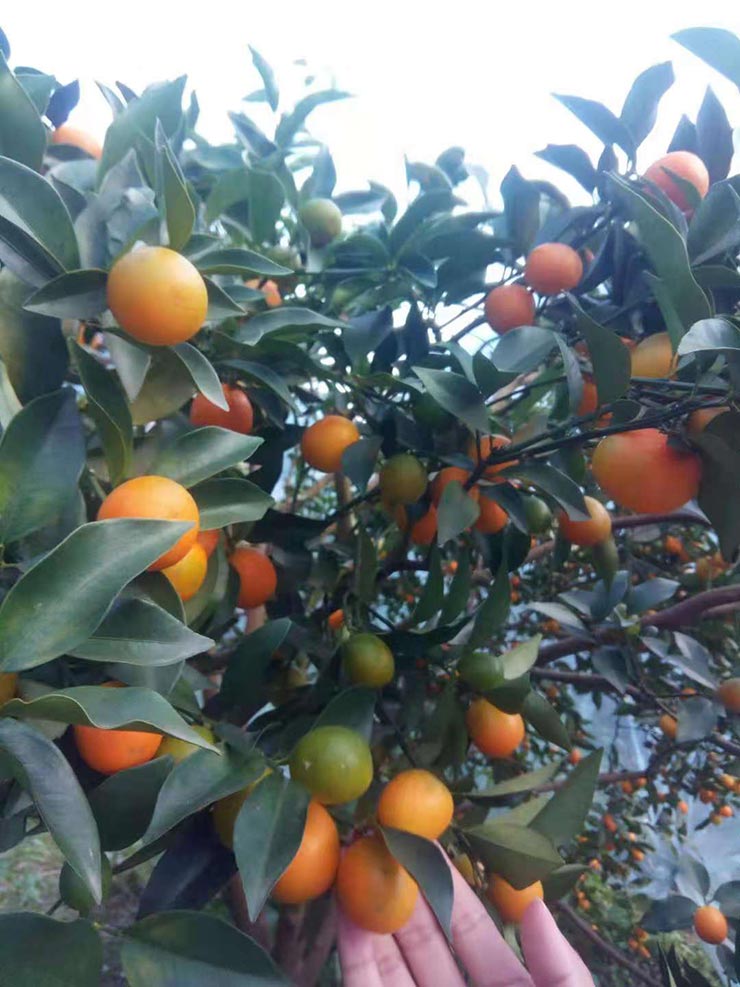 J9旗舰厅(中国区)官方网站