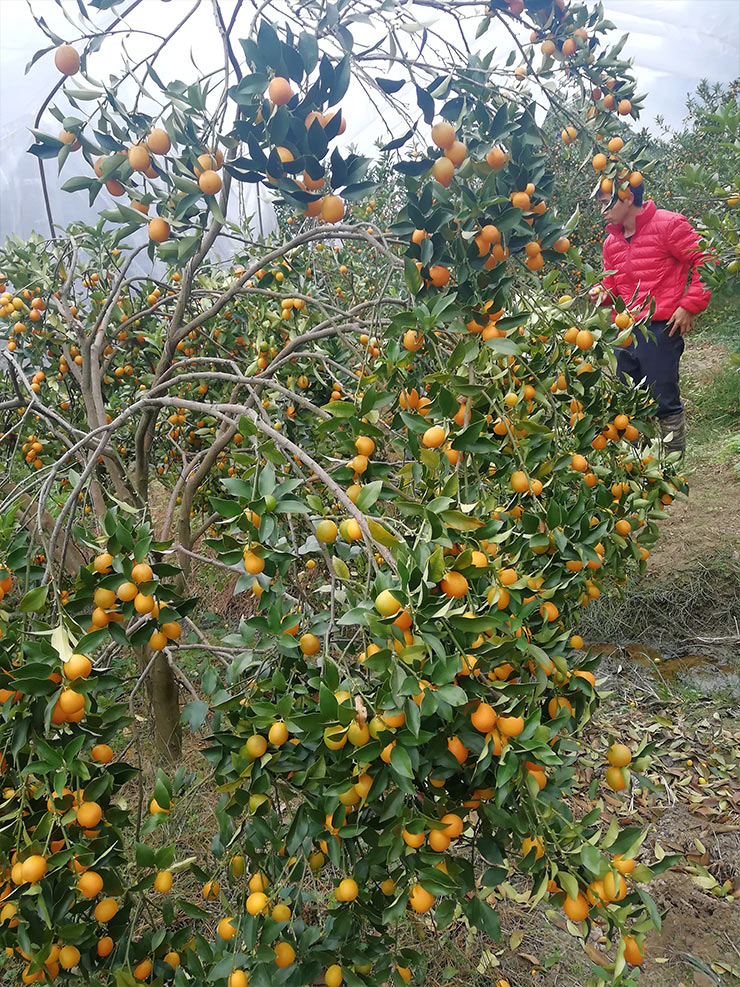 J9旗舰厅(中国区)官方网站