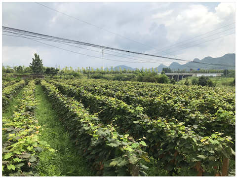 J9旗舰厅(中国区)官方网站